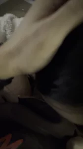 小狗完美的口交舔舐